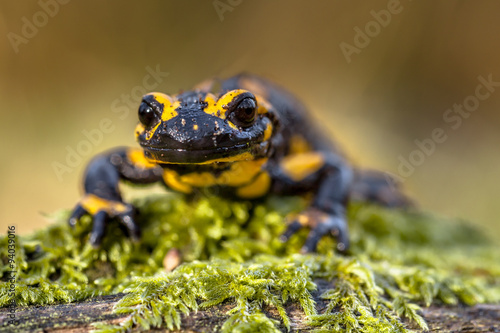 Frontal view of a Fire salamander in natural setting © creativenature.nl