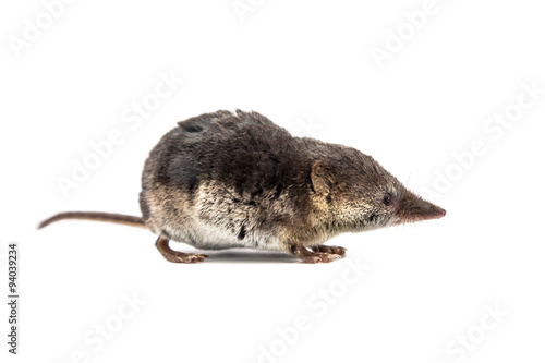 Common shrew (Sorex araneus) on white background photo