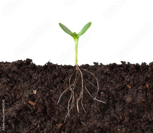 Cross-section Cutaway of a Plant Growing in Dirt Against a White Background. photo