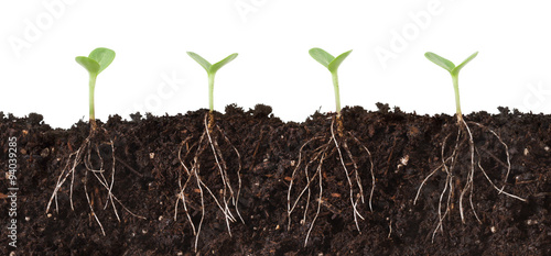 Foto Seedlings and Roots Cutaway - Several seedlings growing in dirt cutaway view showing roots