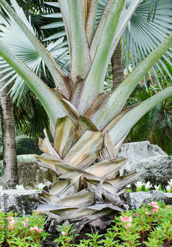 White palm ,Palm special species scarce photo