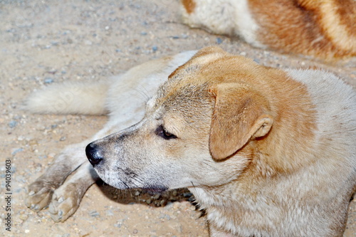 Dogs in Thailand 