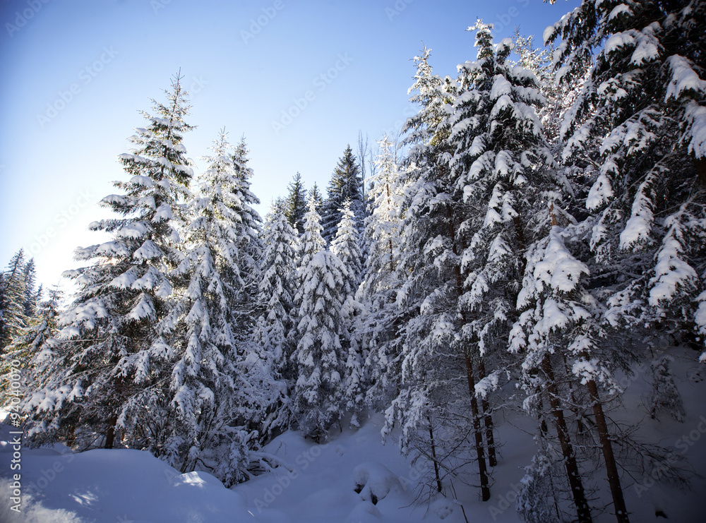 Fototapeta premium Winter landscape with snowy fir trees