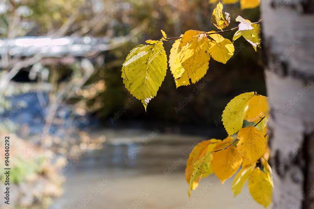 Obraz premium Autumn landscape