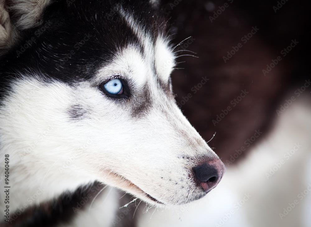 Husky portrait