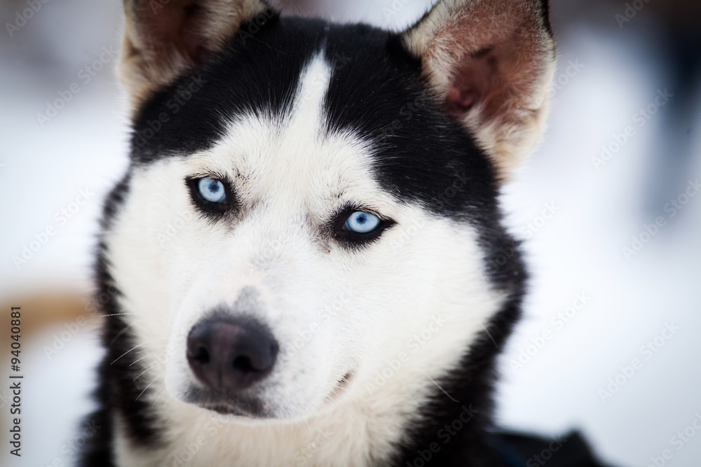Husky portrait Husky portrait