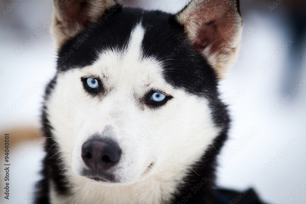 Husky portrait