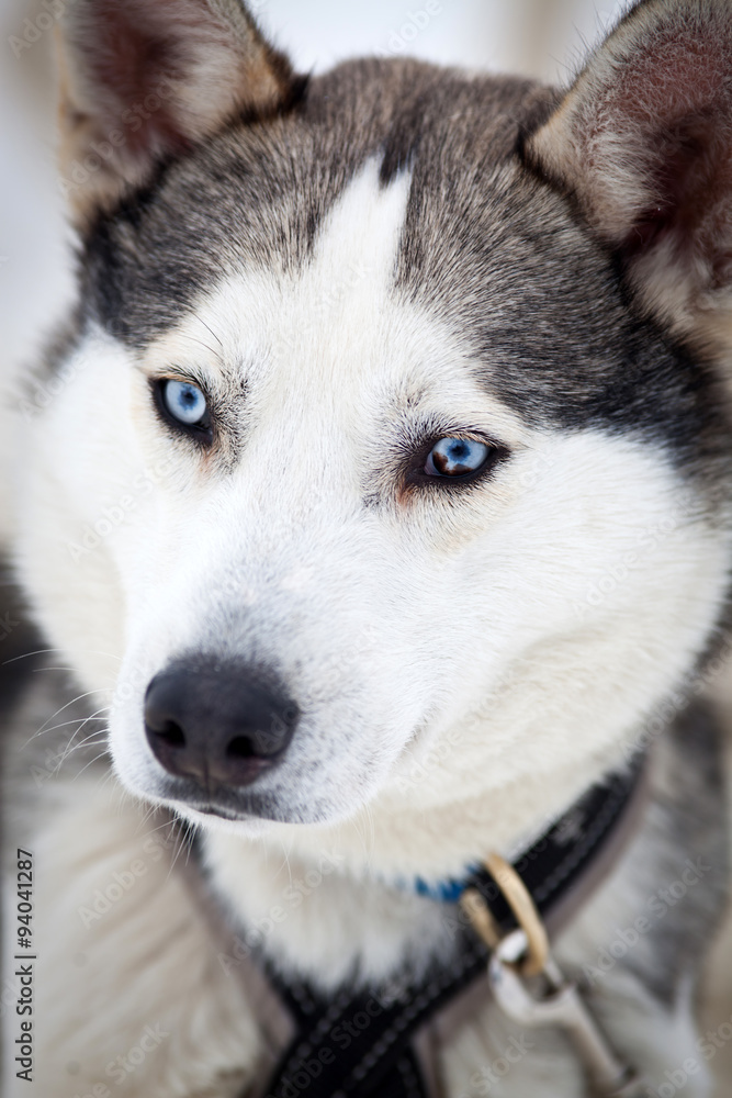 Husky portrait