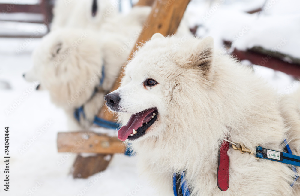 Cute samoyed dog in the winter