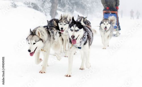 sled dog race siberian huskies photo