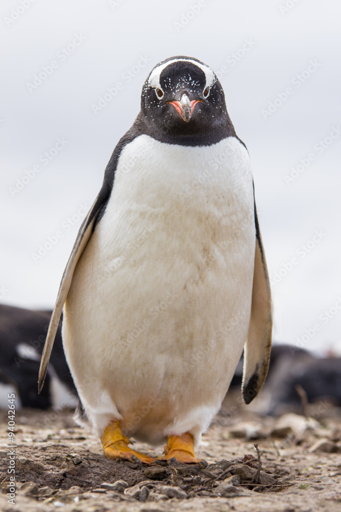 Obraz premium Gentoo Penguin standing by it's nest. Falkland Islands.