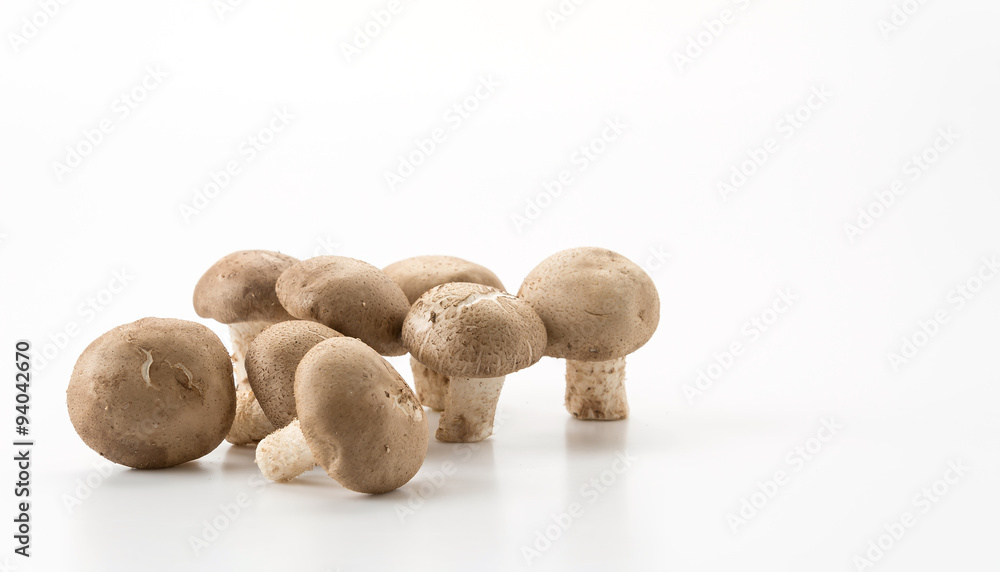 Eringii Mushroom Eringii Mushroom