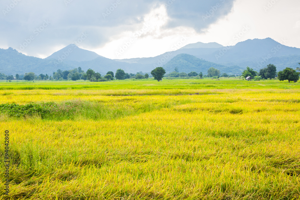 Gold rice field with the blue sky.