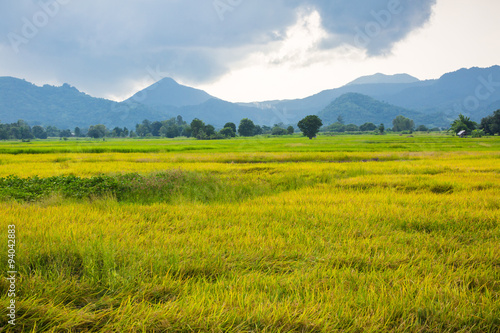 Gold rice field with the blue sky. © nagritsamon