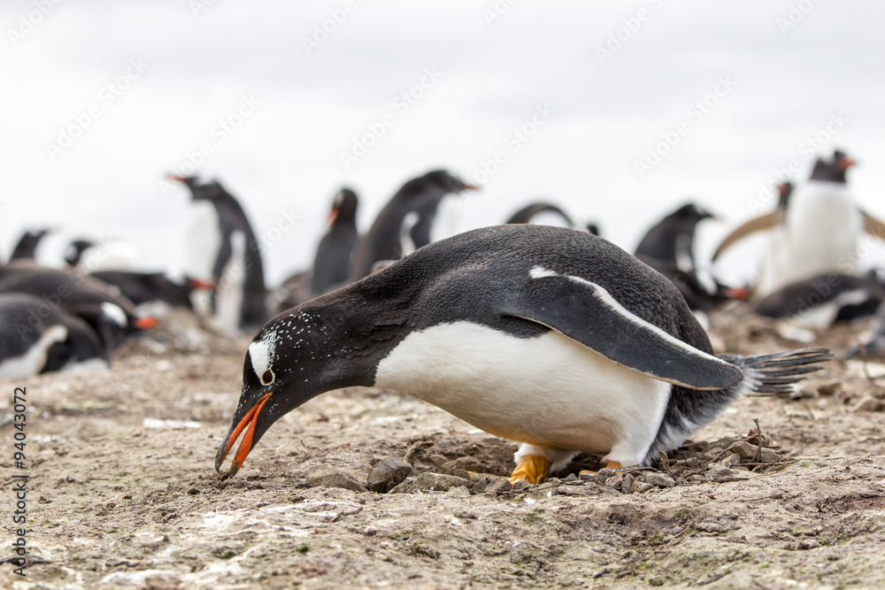 Obraz premium Gentoo Penguin picking up stones to build it's nest, Falkland Is