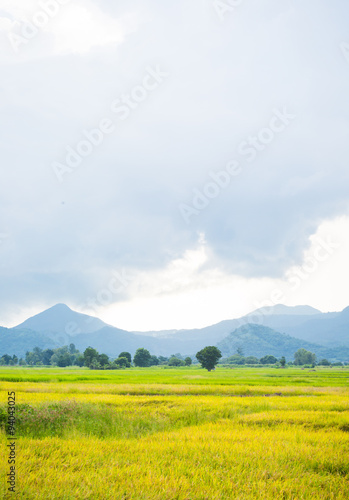 Gold rice field with the blue sky.