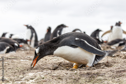 Gentoo Penguin picking up stones to build it's nest, Falkland Is