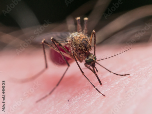 Mosquito Biting Skin is Filled with Red Blood
