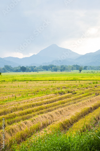 Ricefield after harvest.
