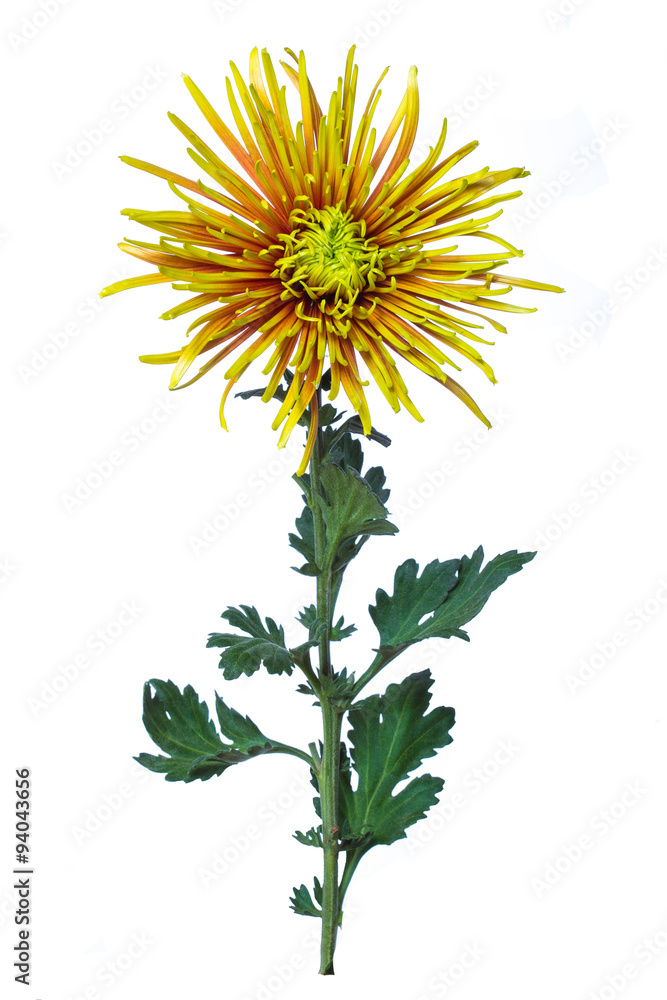 Fototapeta premium flower green chrysanthemum