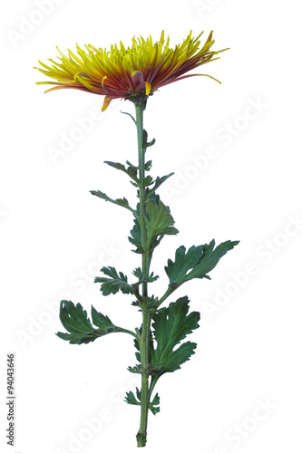 flower  green  chrysanthemum