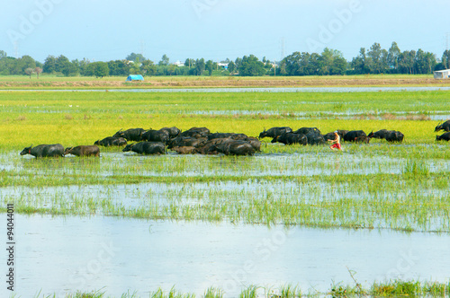landscape, Mekong Delta, buffalo, flooded rice field