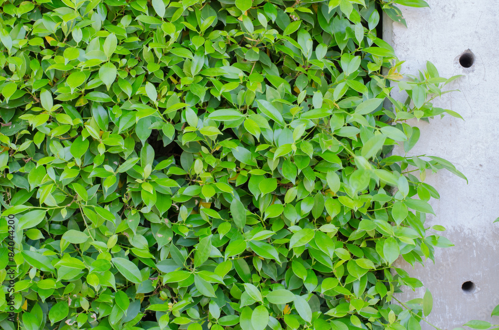 Fototapeta premium Green leaves wall