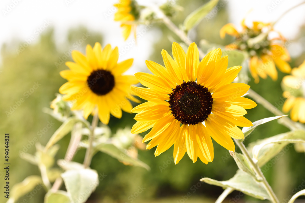 Fototapeta premium Sunflower 