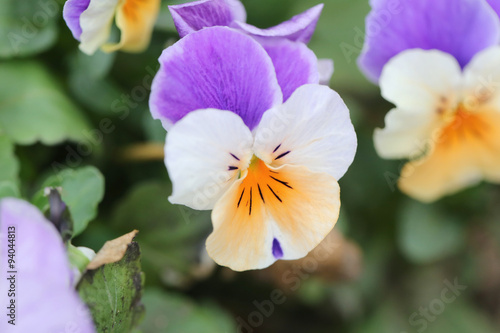 Mix color pansy flower.