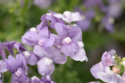 Purple flower is blooming.