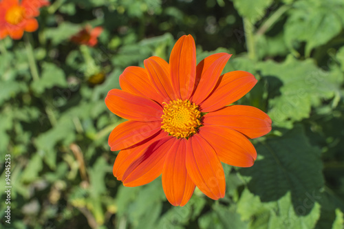 Detailed closeup of a Mexican Sunflower.  