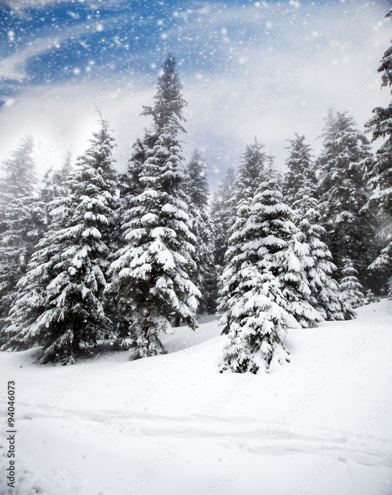 Christmas background with snowy fir trees