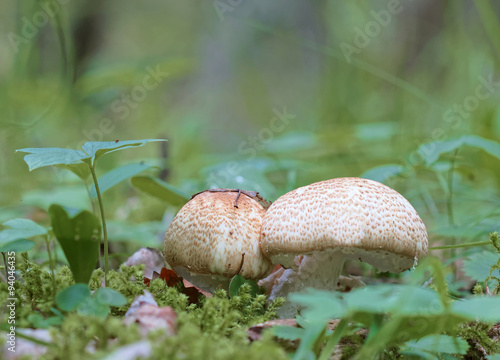 Closeup of a Agaricus augustus mushroom and moss