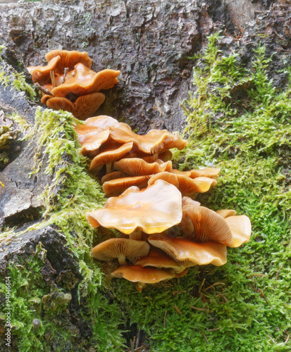 Closeup of Velvet foot, Flammulina velutipes mushroom and moss