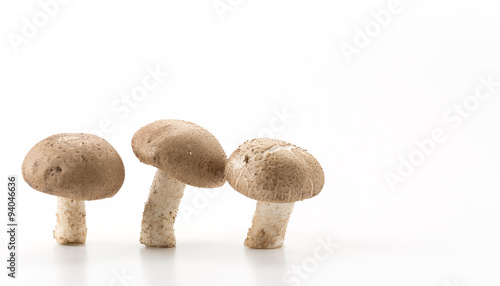 Eringii Mushroom