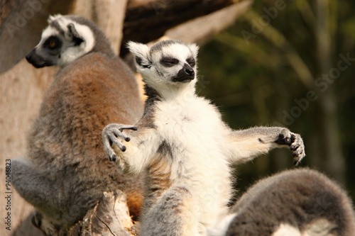 Magic lemur © ondrejschaumann