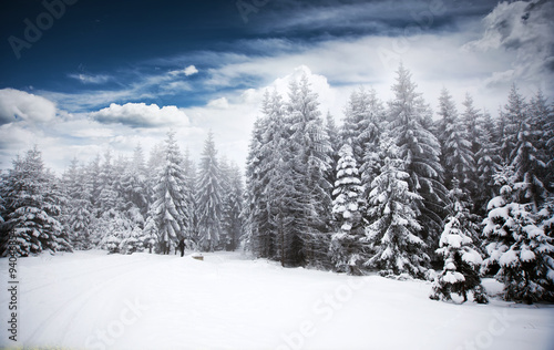 Christmas background with snowy fir trees