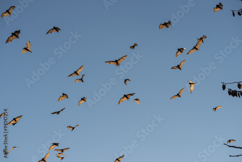 Little red flying-foxes in flight