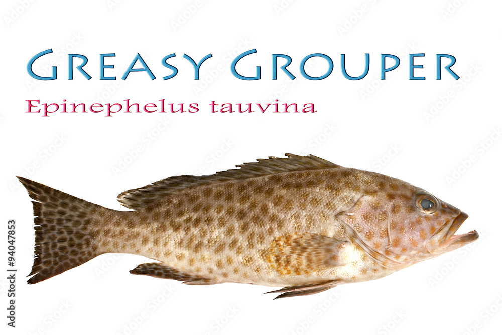Juvenile Greasy Grouper Epinephelus tauvina, Froese 1775 foto de