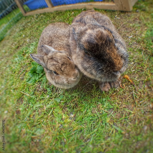 Kaninchen - auslauf