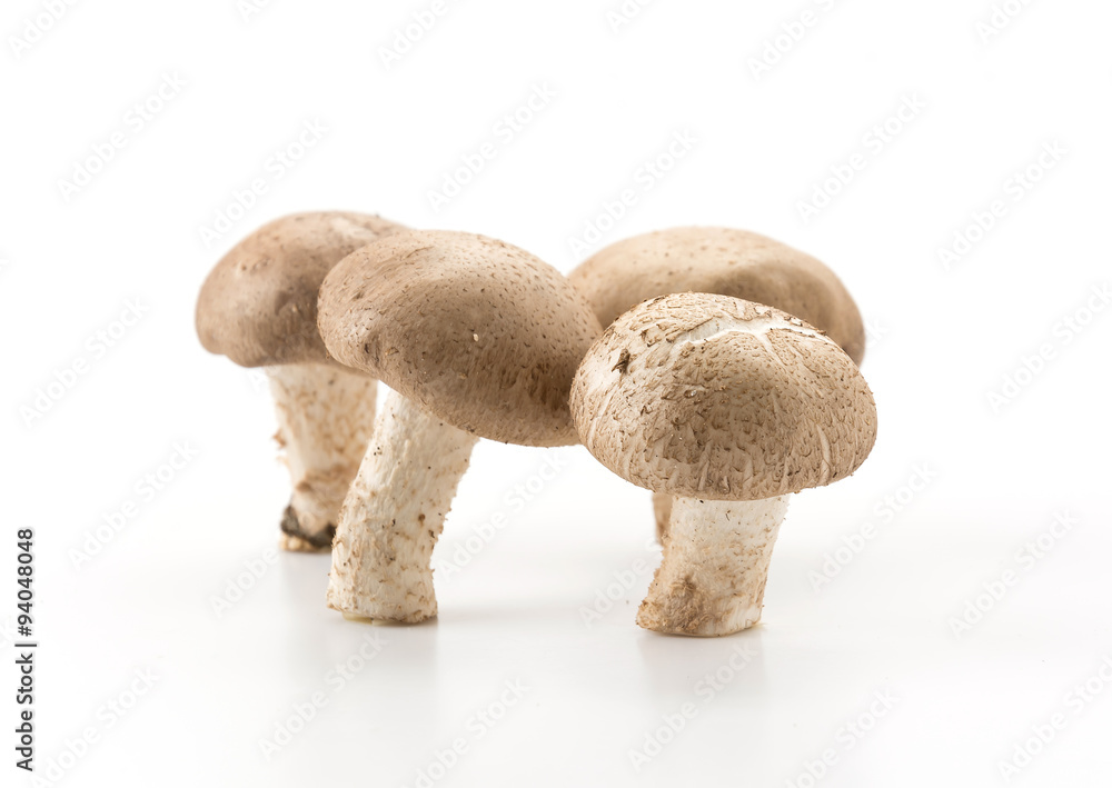 Eringii Mushroom Eringii Mushroom
