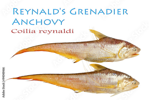 Reynald's Grenadier Anchovy – Coilia reynaldi, Valenciennes 1848.. photo