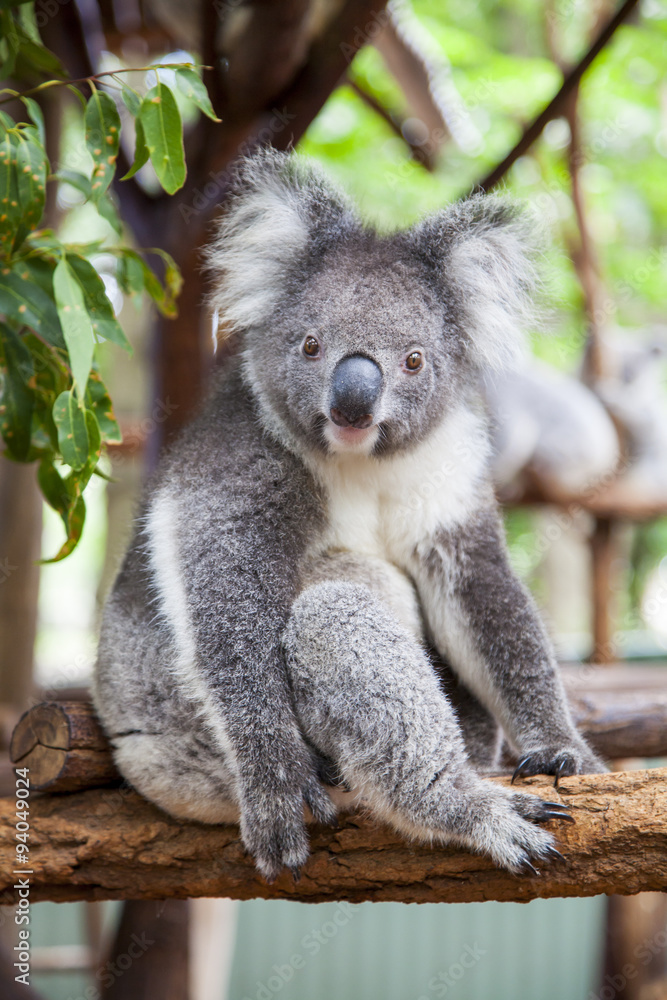 Fototapeta premium Koala in a tree