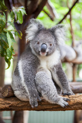 Ingelijste posters Koala Koala hoog in de boom  © Lennard Smith