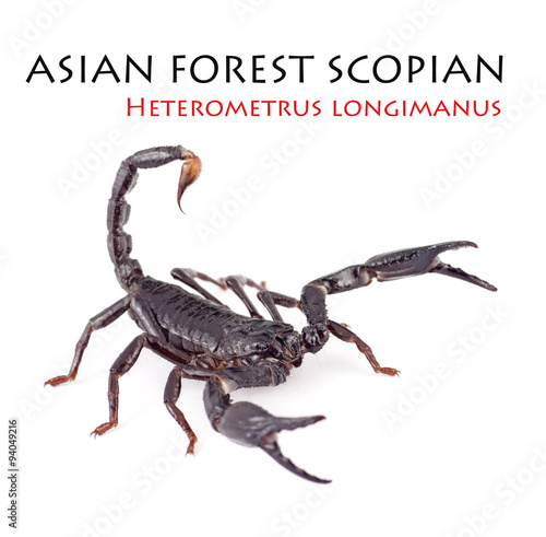An Asian Forest Scorpion on White Background photo