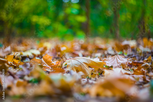 closeup autumn forest background