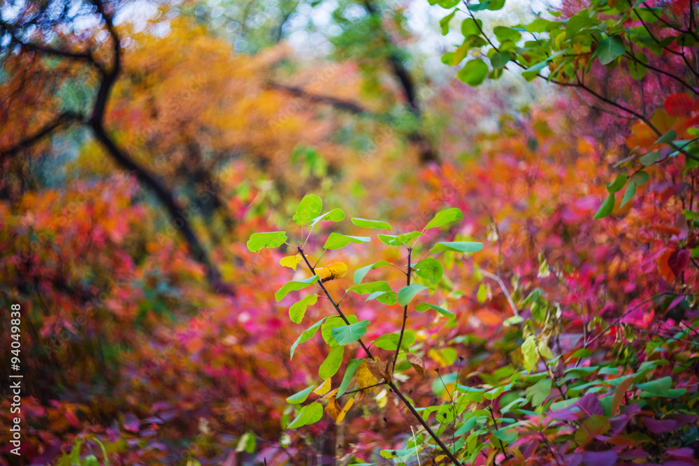 beautiful autumn forest