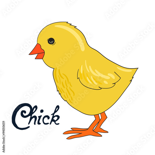 Bird chick vector illustration