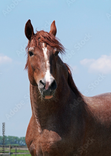 Portrait of  chestnut horse on a background blue sky  