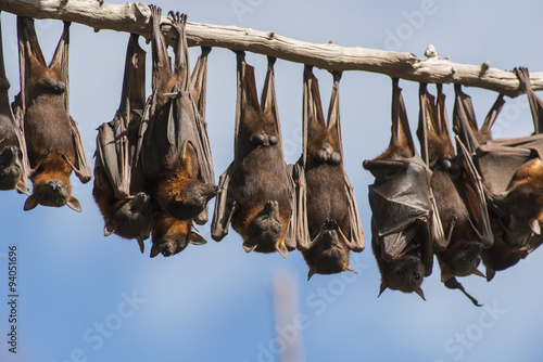 Little red flying-foxes roosting on inland white mahogany tree